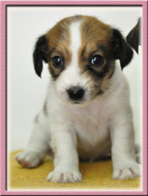 ジャックラッセルテリア　ブリーダー子犬販売専門店　Angel Wan　東京　神奈川　千葉