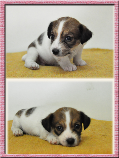 ジャックラッセルテリア　ブリーダー子犬販売専門店　Angel Wan　東京　神奈川　千葉