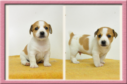 ジャックラッセルテリア　ブリーダー子犬販売専門店　Angel Wan　東京　神奈川　千葉