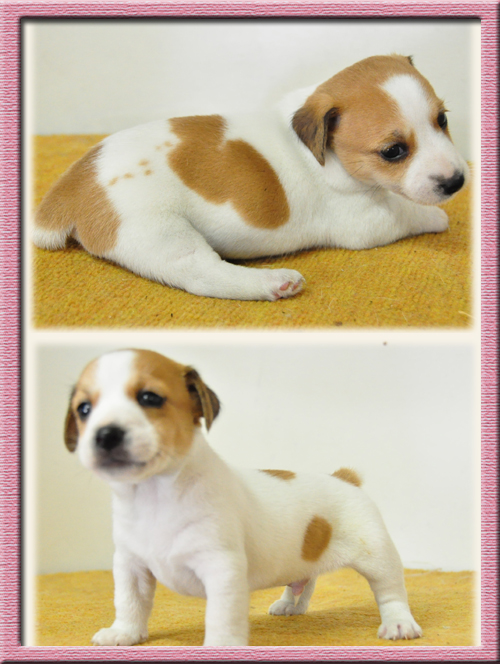 ジャックラッセルテリア　ブリーダー子犬販売専門店　Angel Wan　東京　神奈川　千葉