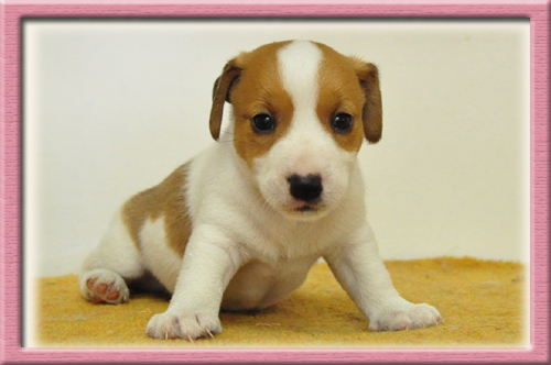 ジャックラッセルテリア　ブリーダー子犬販売専門店　Angel Wan　東京　神奈川　千葉