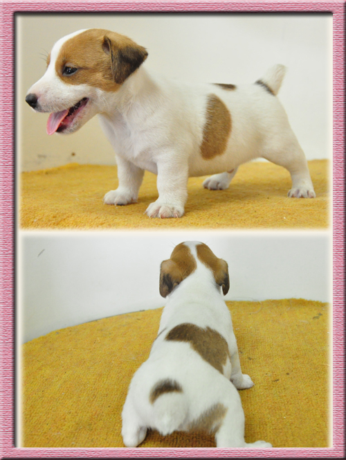 ジャックラッセルテリア　ブリーダー子犬販売専門店　Angel Wan　東京　神奈川　千葉