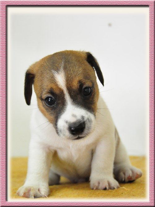 ジャックラッセルテリア　ブリーダー子犬販売専門店　Angel Wan　東京　神奈川　千葉