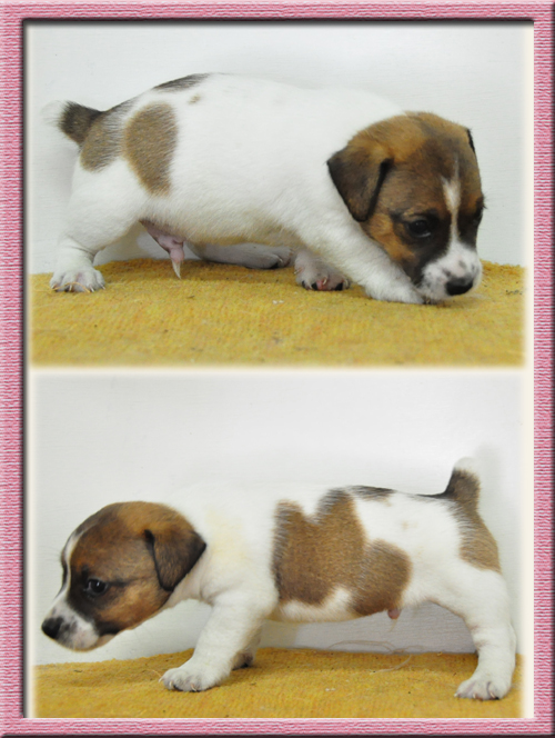 ジャックラッセルテリア　ブリーダー子犬販売専門店　Angel Wan　東京　神奈川　千葉