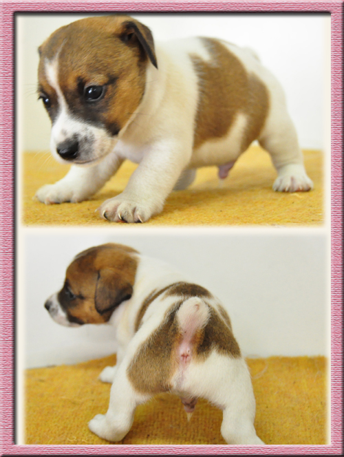 ジャックラッセルテリア　ブリーダー子犬販売専門店　Angel Wan　東京　神奈川　千葉