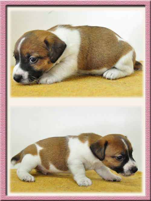 ジャックラッセルテリア　ブリーダー子犬販売専門店　Angel Wan　東京　神奈川　千葉