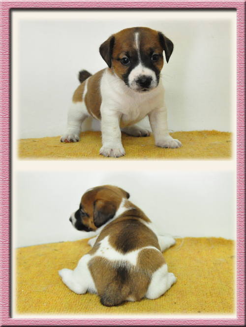 ジャックラッセルテリア　ブリーダー子犬販売専門店　Angel Wan　東京　神奈川　千葉