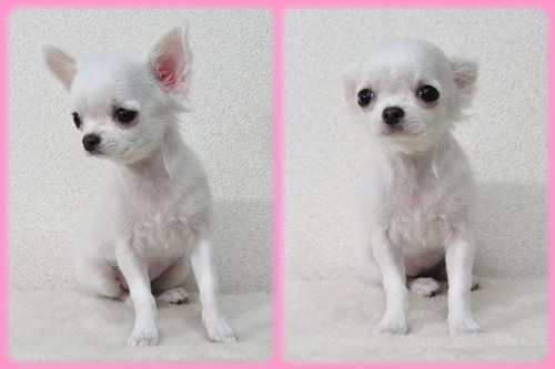 チワワ　ブリーダー子犬販売専門店　Angel wan 東京　神奈川　千葉