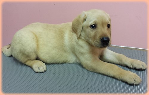 ラブラドールレトリバー　ブリーダー子犬販売専門店　Angel wan 東京　神奈川　千葉