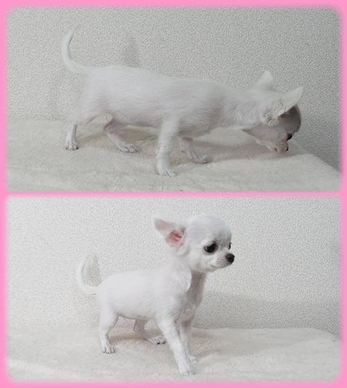 チワワ　ブリーダー子犬販売専門店　Angel wan 東京　神奈川　千葉