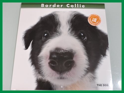 ボーダーコリー　ブリーダー子犬販売専門店　Angel wan 東京　神奈川　千葉