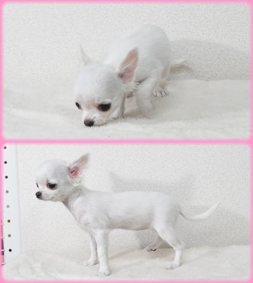 チワワ　ブリーダー子犬販売専門店　Angel wan 東京　神奈川　千葉