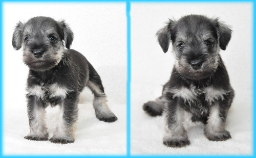 ミニチュアシュナウザー ソルト&ペッパー オス 子犬販売の専門店 AngelWan