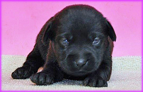 ラブラドールレトリバー　メス　子犬販売の専門店　AngelWan　横浜　神奈川県