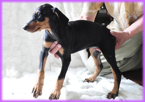 ドーベルマン　メス　子犬販売の専門店　AngelWan　横浜　神奈川県　ペットショップ