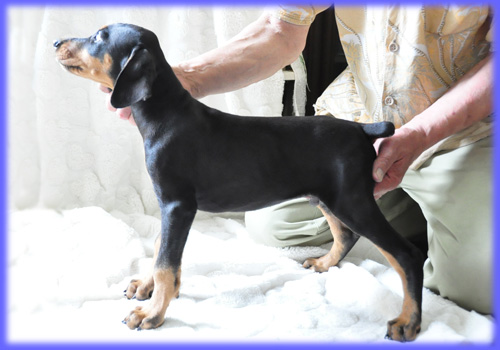 ドーベルマン オス 子犬販売の専門店 AngelWan 横浜 神奈川県 ペットショップ