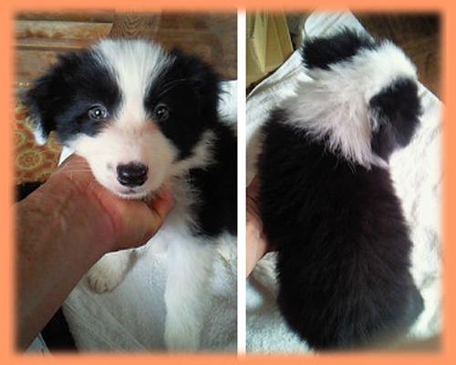 ボーダーコリー　ブラック＆ホワイト　メス　子犬販売の専門店　AngelWan　横浜