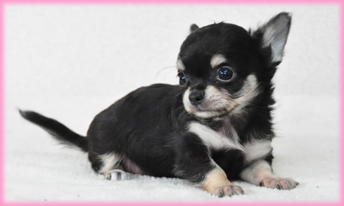 チワワ ロング ブラック&タン メス 子犬販売の専門店 AngelWan