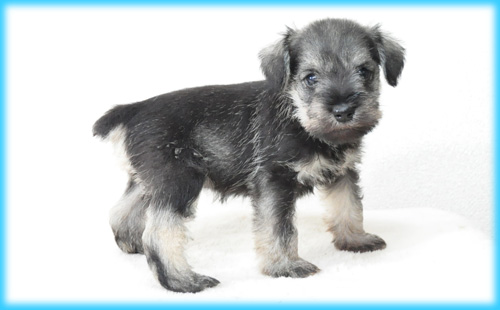 ミニチュアシュナウザー ソルト&ペッパー オス 子犬販売の専門店 AngelWan