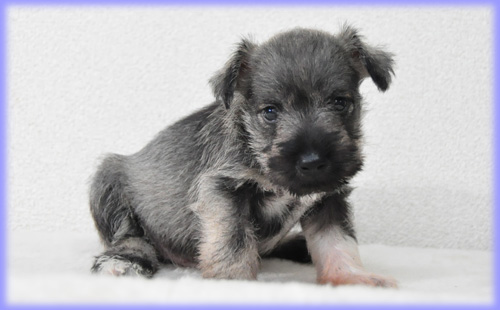 ミニチュアシュナウザー ソルト&ペッパー オス 子犬販売の専門店 AngelWan