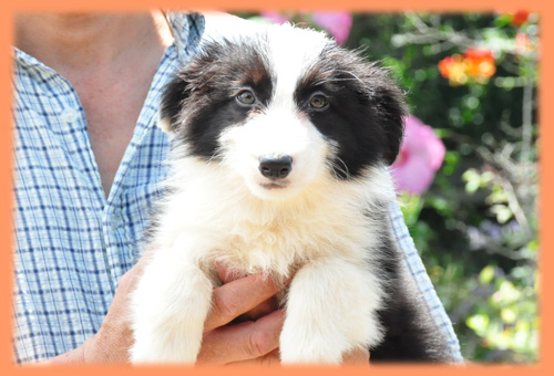 ボーダーコリー　ブラック＆ホワイト　メス　子犬販売の専門店　AngelWan　横浜