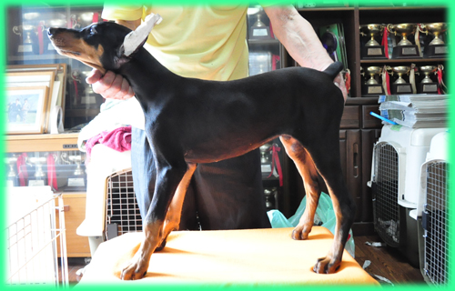 ドーベルマン オス 子犬販売の専門店 AngelWan 横浜 神奈川県