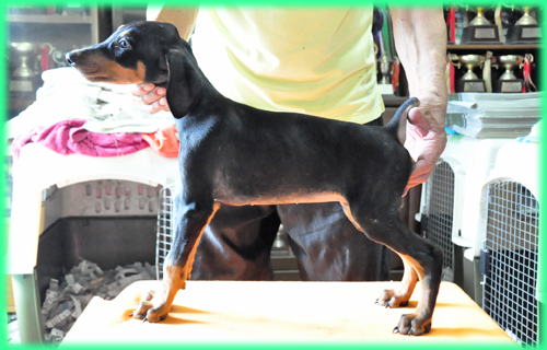 ドーベルマン　オス　子犬販売の専門店　AngelWan　横浜　神奈川県