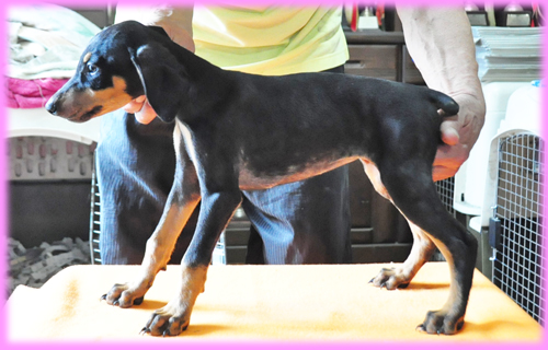 ドーベルマン　メス　子犬販売の専門店　AngelWan　横浜　神奈川県