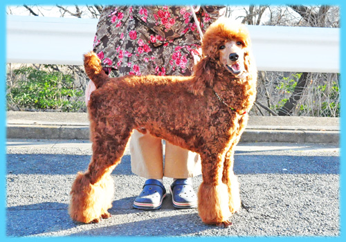 スタンダードプードル　レッド　オス　子犬販売の専門店　AngelWan　横浜　