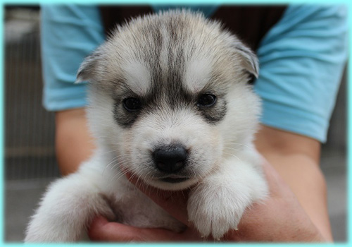 シベリアンハスキー　シルバー＆ホワイト　子犬販売の専門店　AngelWan　横浜