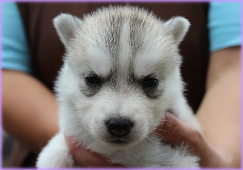 シベリアンハスキー メス 子犬販売の専門店 AngelWan 横浜 神奈川県 ペットショップ