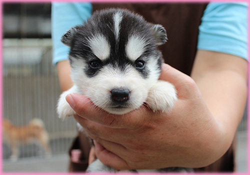 シベリアンハスキー メス 子犬販売の専門店 AngelWan 横浜 神奈川県