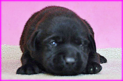 ラブラドールレトリバー　メス　子犬販売の専門店　AngelWan　横浜　神奈川県