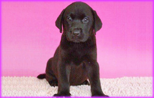 ラブラドールレトリバー　メス　子犬販売の専門店　AngelWan　横浜　神奈川県
