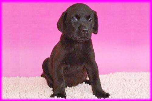 ラブラドールレトリバー　メス　子犬販売の専門店　AngelWan　横浜　神奈川県