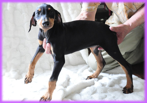 ドーベルマン　メス　子犬販売の専門店　AngelWan　横浜　神奈川県　ペットショップ