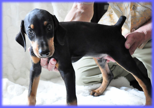 ドーベルマン オス 子犬販売の専門店 AngelWan 横浜 神奈川県 ペットショップ