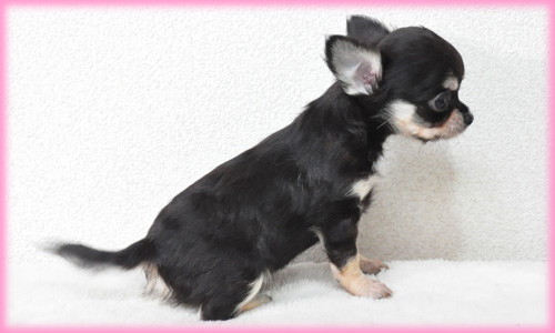 チワワ ロング ブラック&タン メス 子犬販売の専門店 AngelWan