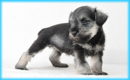 ミニチュアシュナウザー ソルト&ペッパー オス 子犬販売の専門店 AngelWan