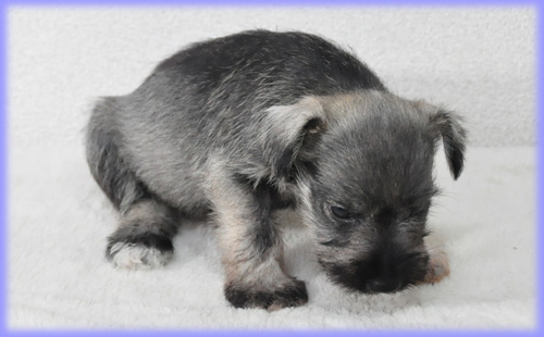 ミニチュアシュナウザー ソルト&ペッパー オス 子犬販売の専門店 AngelWan
