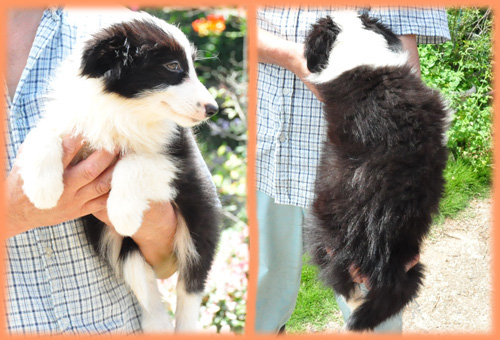 ボーダーコリー　ブラック＆ホワイト　メス　子犬販売の専門店　AngelWan　横浜