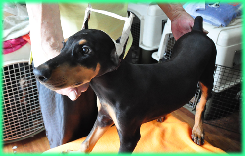 ドーベルマン オス 子犬販売の専門店 AngelWan 横浜 神奈川県