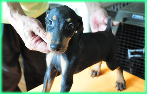 ドーベルマン　オス　子犬販売の専門店　AngelWan　横浜　神奈川県