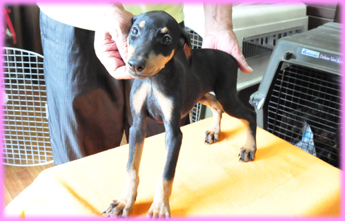 ドーベルマン　メス　子犬販売の専門店　AngelWan　横浜　神奈川県