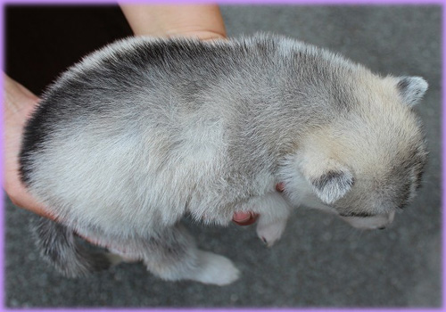 シベリアンハスキー メス 子犬販売の専門店 AngelWan 横浜 神奈川県 ペットショップ