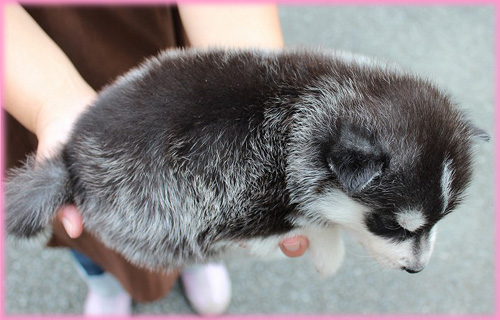 シベリアンハスキー　メス　子犬販売の専門店　AngelWan　横浜　神奈川県　ペットショップ