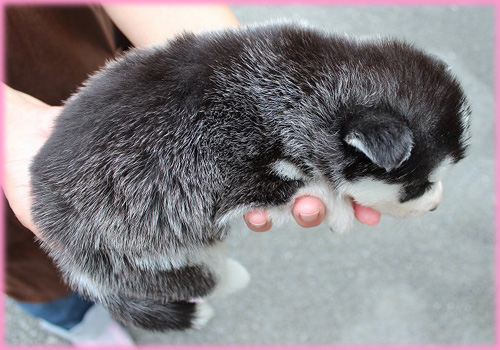 シベリアンハスキー メス 子犬販売の専門店 AngelWan 横浜 神奈川県