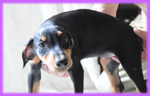 ドーベルマン　メス　子犬販売の専門店　AngelWan　横浜　神奈川県　ペットショップ