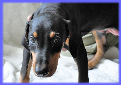 ドーベルマン オス 子犬販売の専門店 AngelWan 横浜 神奈川県 ペットショップ