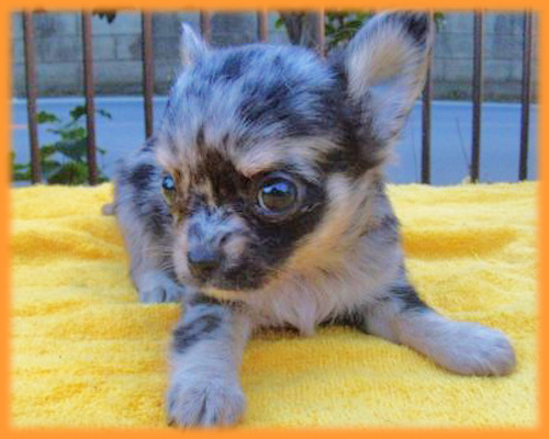 チワワ ロング ブルーマール メス 子犬販売の専門店 AngelWan 横浜